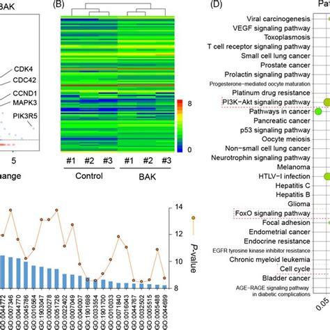 Global Gene Expression Profiles With Or Without 10 µmoll Bak