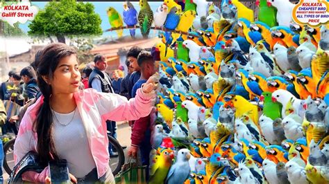 Galiff Street Bird Market Rabbit Market In Kolkata Gallif Street Pet