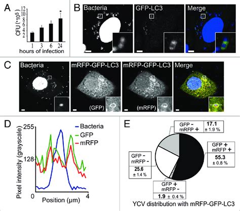 Yersinia Pseudotuberculosis Resides In Nonacidic Lc3 Positive Download Scientific Diagram