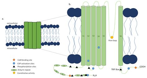 TRPV1 In Skin Diseases Encyclopedia MDPI