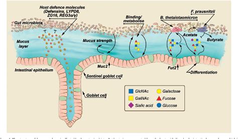 Figure 1 From Fight Them Or Feed Them How The Intestinal Mucus Layer