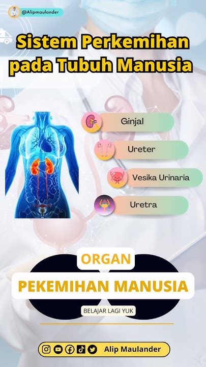 Sistem Organ Perkemihan Youtube