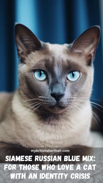 Siamese Russian Blue Mix Cat - 15 Fascinating Facts About Russian Blue Siamese Cat Breed - My ...