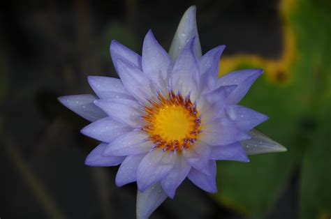 Free Images Nature Blossom Flower Purple Petal Bloom Orange