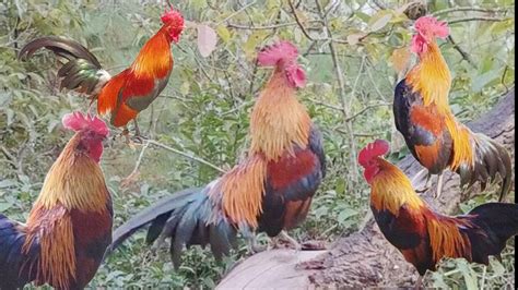 Capturing Some Beautiful Villager Roosters In Actions Sethtrakh Youtube