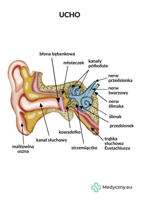 Plansza Anatomiczna Ucho MEDYCZNY EU ERLI Pl