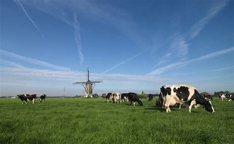 Third Largest Dairy Producing Country Embraces Sustainability Darigold