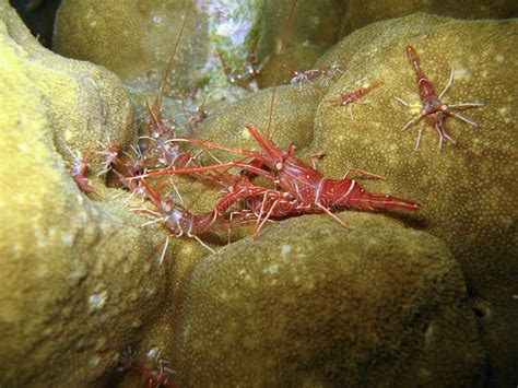 Sea Creatures on Coral Reef Stock Photo - Image of wildlife, reddish ...