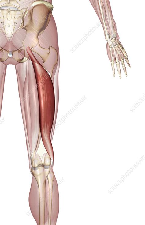 Biceps Femoris Muscle