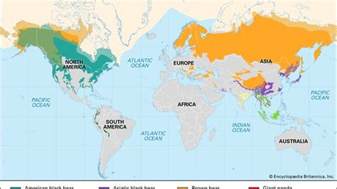 Brown Bear Diet Habitat And Facts Britannica