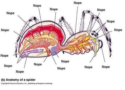 The Detailed Anatomy Of A Spider