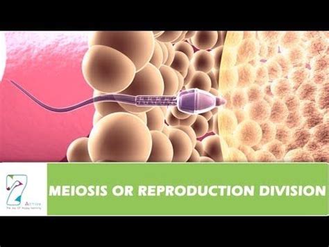 MEIOSIS - MADE SUPER EASY - ANIMATION - YouTube | Meiosis, Cell ...