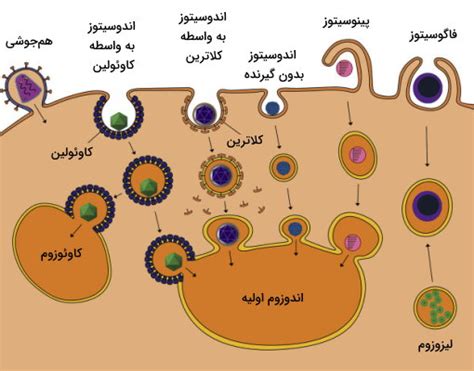 انواع ویروس چیست ؟ به زبان ساده ژنوم، کپسید و همانندسازی فرادرس مجله‌