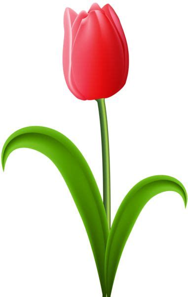 Red Tulip Transparent Png Clip Art Image