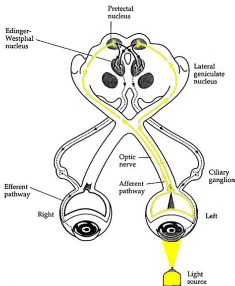 light reflex – Liberal Dictionary