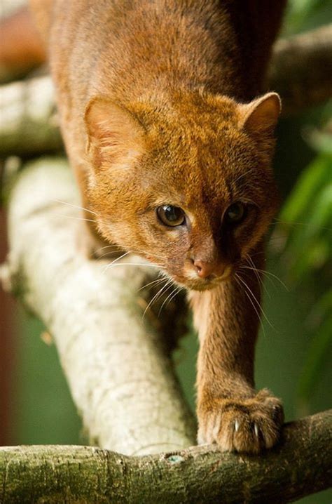 jaguarundi by Jason Brown Via Flickr: by bigcats Small Wild Cats, Big ...