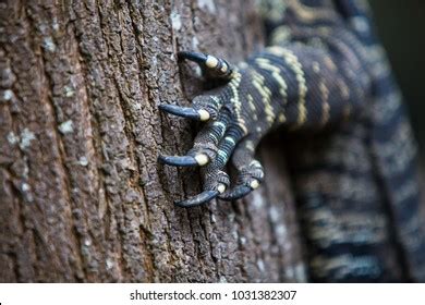 28,976 Lizard Claw Images, Stock Photos & Vectors | Shutterstock