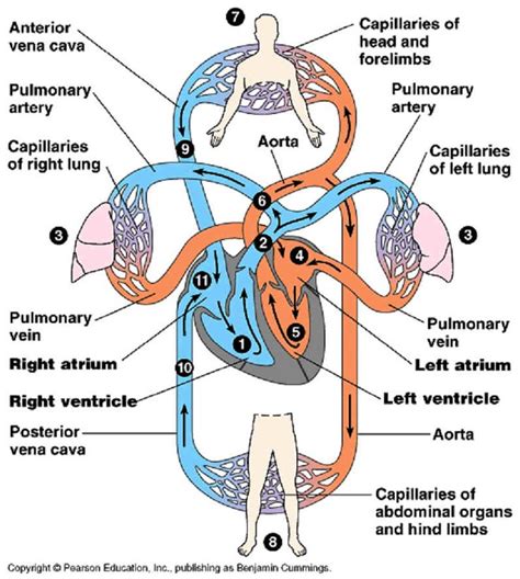 Methow Valley Herbs The Cardiovascular System Anatomy And Physiology