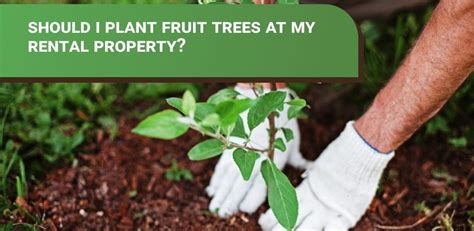 🌳🏡 Harvesting Joy at Your Rental: Should You Plant Fruit Trees? 🍎 ...