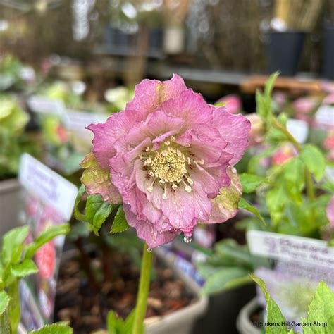 Helleborus Orientalis Spring Candy 3l Bunkers Hill Plant Nursery