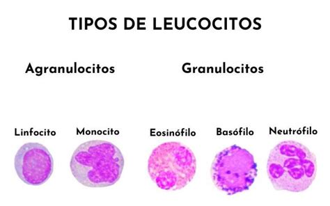 Leucocitos qué son características funciones tipos enfermedades