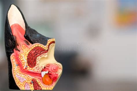 The Anatomical Structure of the Ear in the Dog Stock Photo - Image of medicine, medical: 136799466