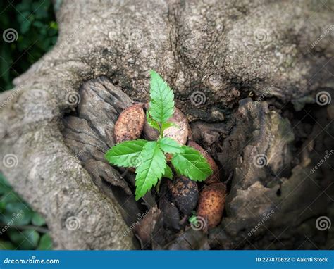 Tecoma Stans Pequena Planta Crescendo Em Faia Indiana Pongamia Pinnata