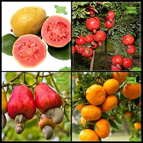 Creative Farmer Seeds Combo Tree Seeds Guava Pomagranate Dwarf Cashew Orange Fruit Kitchen