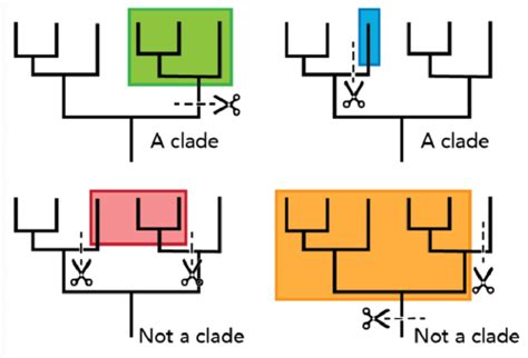 Systematics Phylogeny Flashcards Quizlet