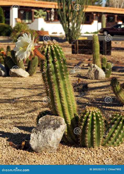 White Flowering Cactus Stock Image Image Of Echinocereus