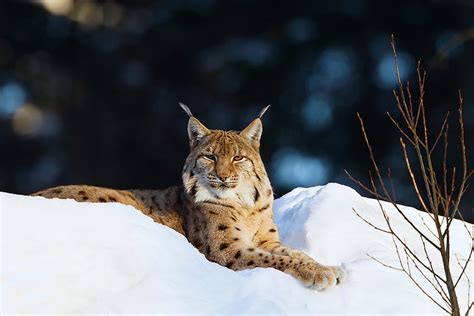 Eurasian Lynx Picpetz Canadian Lynx Hd Wallpaper Pxfuel