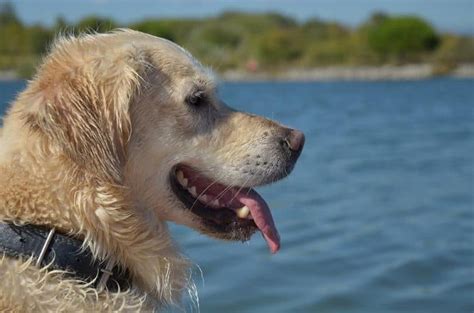 Golden Retriever Basic Training - Official Golden Retriever