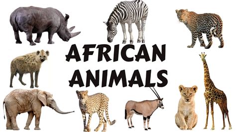 African Animals Names For Kids To Learn Learning African Animal Names