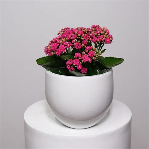 Pink Kalanchoe Care Tips And Uses Lush Flower Co