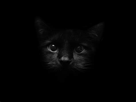 Elegant Black Cat Hd Wallpaper