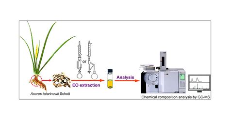 Gcms Analysis Of Essential Oil Extracted From Acori Tatarinowii