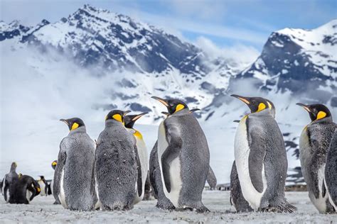 Are There Penguins in The Arctic? | Poseidon Expeditions