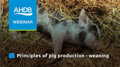 AHDB Pork Principles Of Pig Production Weaning YouTube