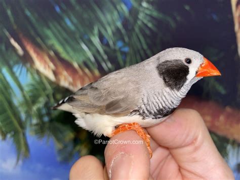 Black Cheek Zebra Finch For Sale