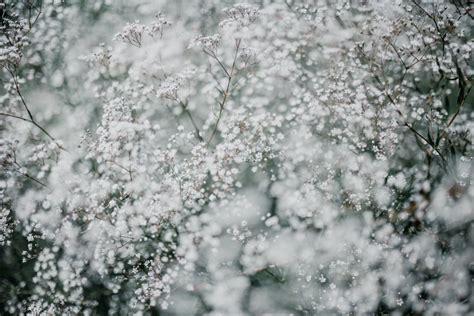 Gypsophila Pictures | Download Free Images & Stock Photos on Unsplash