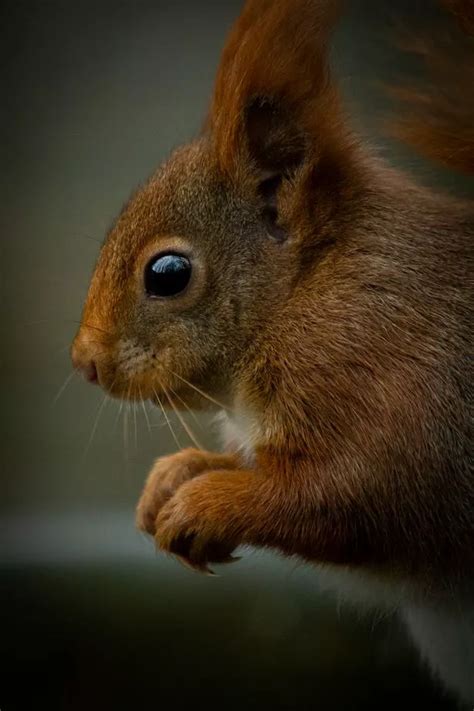 Devon's last red squirrel habitat under threat - Devon Live