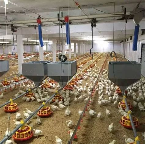 Automatic Feeder Pan Feeding System For Broiler Chicken In Poultry Farm