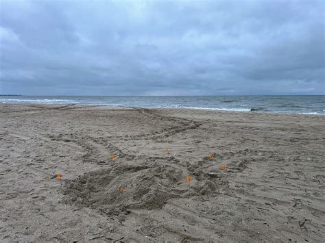 Kicking Off The 2024 Turtle Season Caswell Beach Turtle Watch