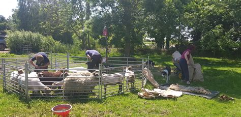 Tales From Swallow Farm A Luxurious New Sheep Shelter