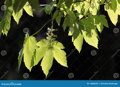 Leaves Of The Sycamore Acer Pseudoplatanus Stock Image Image Of