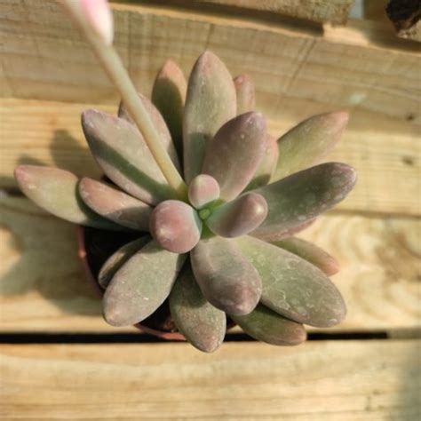 Pachyphytum Captain Jessop Succulentes Et Jolies Plantes