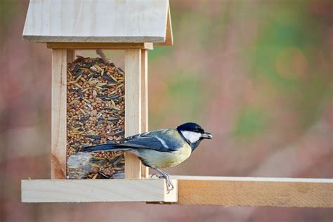 6 Ways To Attract Birds To Your Garden Triple Tree Nurseryland