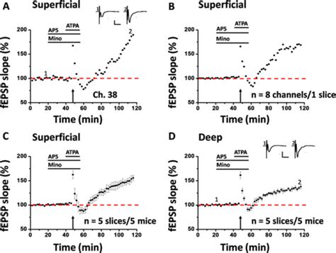 Minocycline Does Not Affect Pre Ltp Induction In The Acc A Results Of Download Scientific