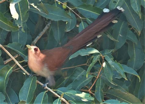 Birds of Rio de Janeiro — Coke Smith Wildlife