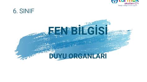 TUZEM 6 SINIF FEN BİLGİSİ DUYU ORGANLARI YouTube